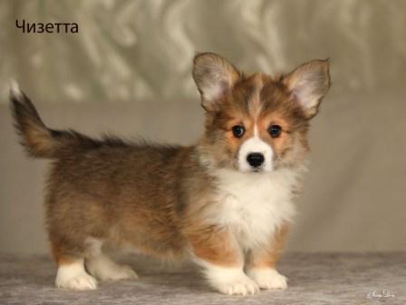 Щенки Вельш Корги Пемброк помета 2025 года - Чизетта