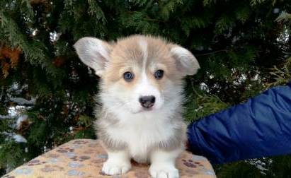 Багряная осень. Щенки Тамерлан - Блонди 1.