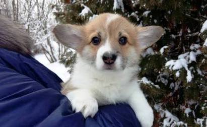 Багряная осень. Щенки Тамерлан - Блонди 2.