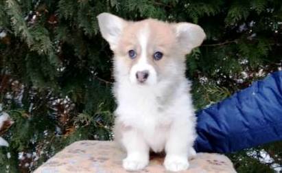 Багряная осень. Щенки Тамерлан - Блонди 5.