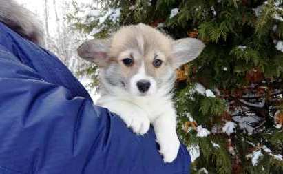 Багряная осень. Щенки Тамерлан - Блонди 6.