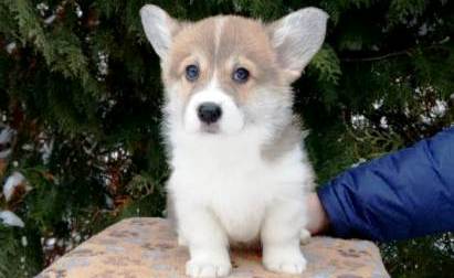 Багряная осень. Щенки Тамерлан - Блонди 7.