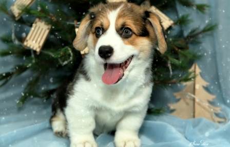 Щенки Багряная осень. Тамерлан - Дина 1.