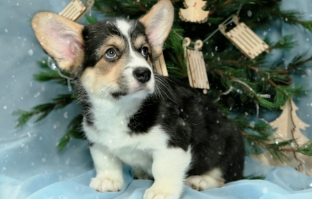 Щенки Багряная осень. Тамерлан - Дина 3.