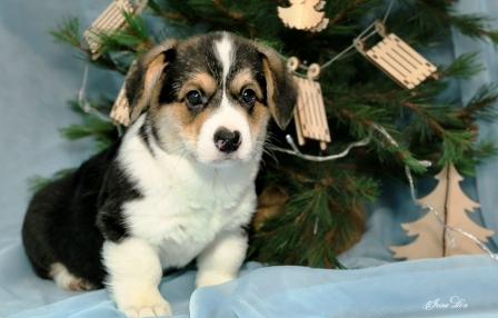 Щенки Багряная осень. Тамерлан - Дина 4.