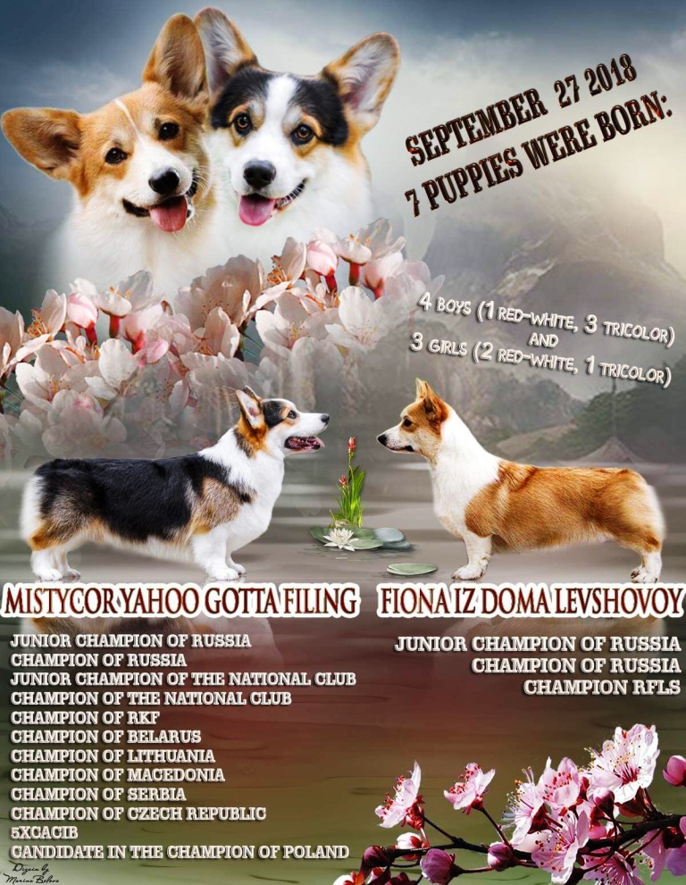 Презентация помета Тамерлан - Фиона. Багряная осень.