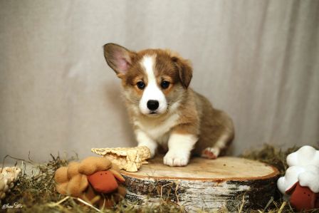 Багряная осень. Щенки Тамерлан - Фиона 1.