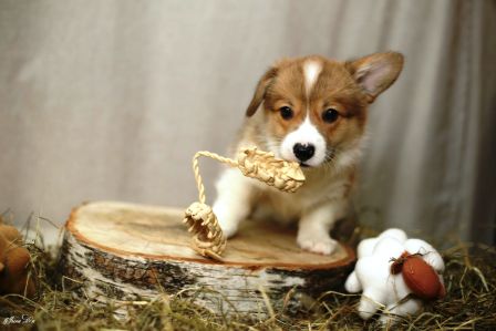 Багряная осень. Щенки Тамерлан - Фиона 2.