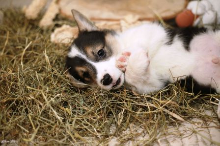 Багряная осень. Щенки Тамерлан - Фиона 4.