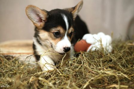 Багряная осень. Щенки Тамерлан - Фиона 5.