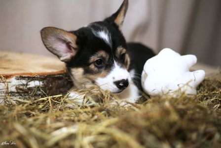 Багряная осень. Щенки Тамерлан - Фиона 6.