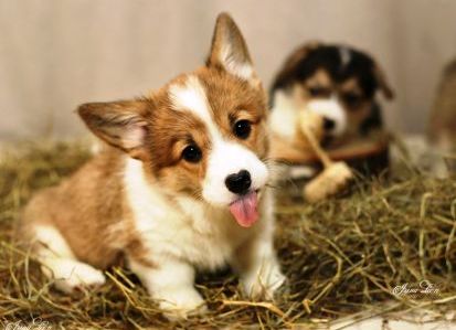 Багряная осень. Щенки Тамерлан - Фиона 7.