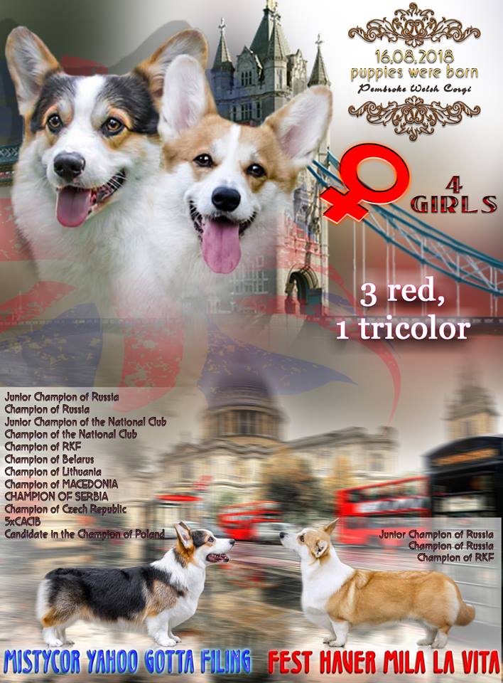 Презентация помета Тамерлан - Мила. Багряная осень.