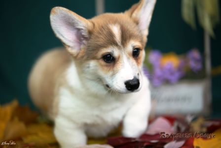 Щенки помета Тамерлан - Мила - 1. Банряная осень. 