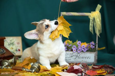 Щенки помета Тамерлан - Мила - 2. Банряная осень. 