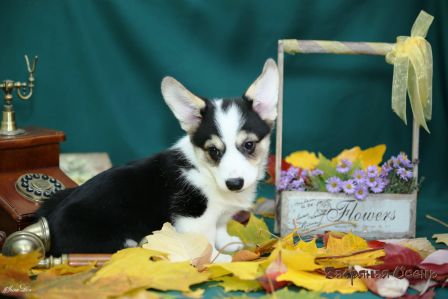 Щенки помета Тамерлан - Мила - 3. Банряная осень. 
