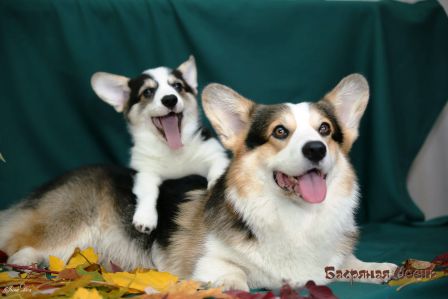 Щенки помета Тамерлан - Мила - 4. Банряная осень. 