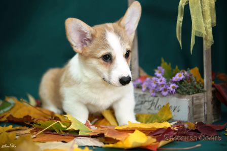 Щенки помета Тамерлан - Мила - 5. Банряная осень. 