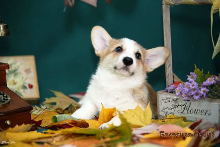 Щенки помета Тамерлан - Мила - 6. Банряная осень. 