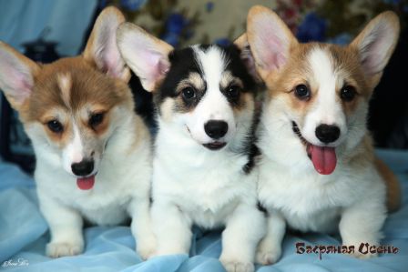 Щенки помета Тамерлан - Мила - 7. Банряная осень. 