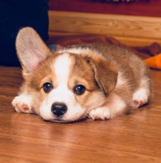 Багряная осень. Щенки помета Тамерлан - Стеша 1.