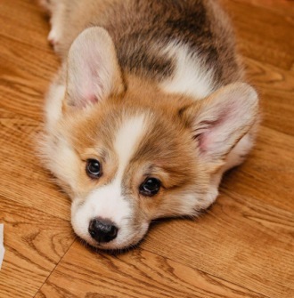 Багряная осень. Щенки помета Тамерлан - Стеша 2.