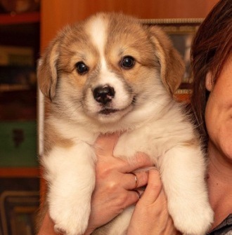 Багряная осень. Щенки помета Тамерлан - Стеша 3.