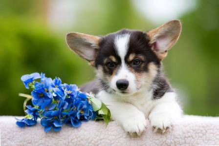 Щенки Корги. Багряная осень.