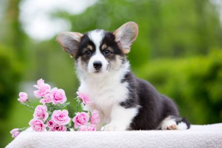 Щенки Корги. Багряная осень.