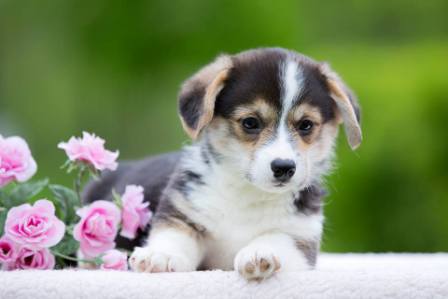 Щенки Корги. Багряная осень.