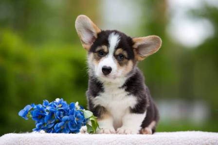 Щенки Корги. Багряная осень.