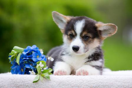 Щенки Корги. Багряная осень.