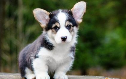 Багряная осень. Тамерлан-3.