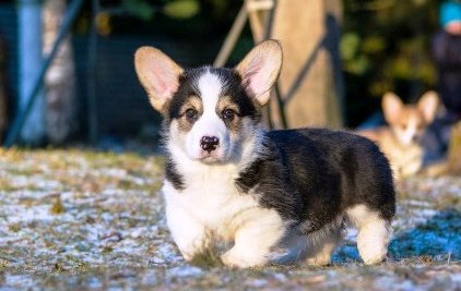 Багряная осень. Тамерлан-4.